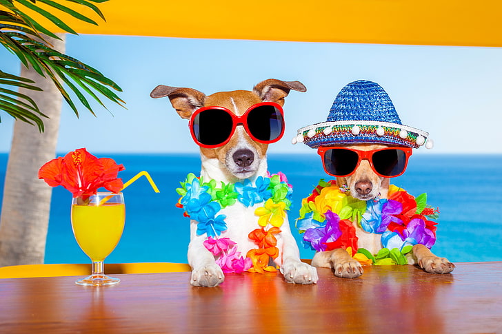 animals, chihuahua, dogs, Glasses, hat, humor, Jack, Juice, Russell, Stemware, Terrier, Two, HD wallpaper