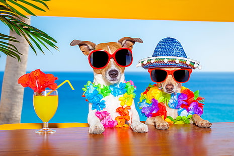 animals, chihuahua, dogs, Glasses, hat, humor, Jack, Juice, Russell, Stemware, Terrier, Two, HD wallpaper HD wallpaper