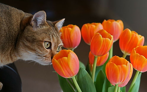 Gato, Hocico, Tulipanes, Curiosidad, Fondo de pantalla HD HD wallpaper