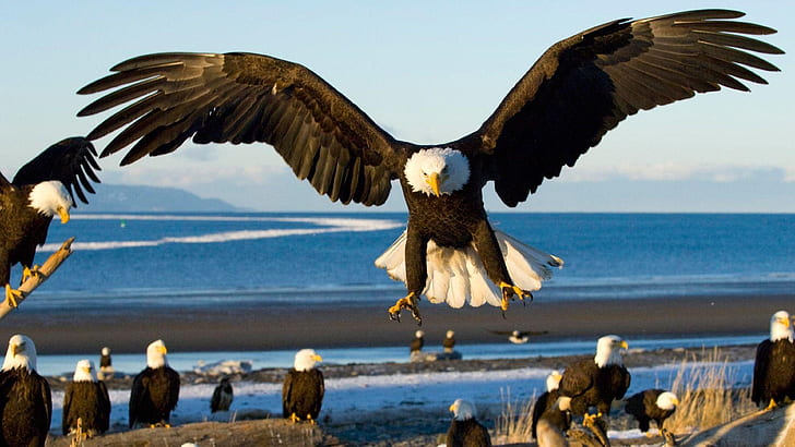 Eagle With Spread Wings Landing Hd Wallpapers For Laptop Widescreen Free  Download 3840×2160 | Wallpaperbetter