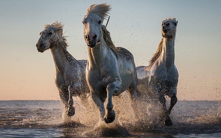 Vita hästar galopperande droppar havsvatten 1920 × 1200, HD tapet