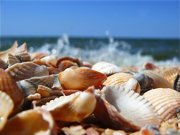 scallop shells, shells, sea, shore, HD wallpaper