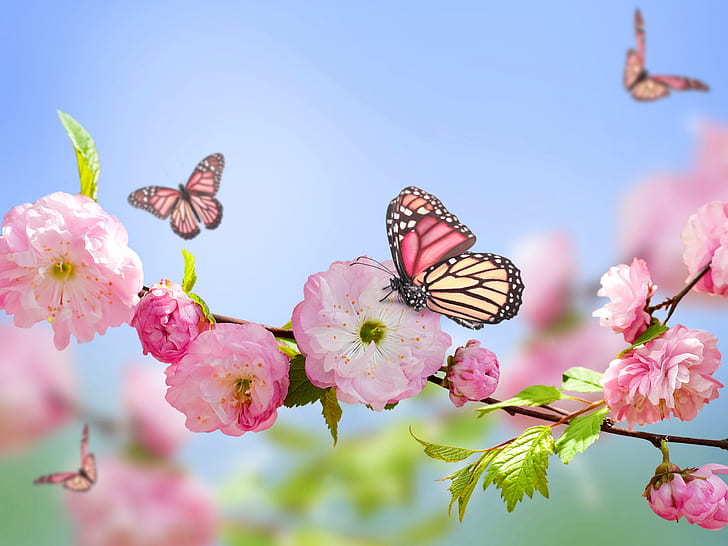 الربيع ، الزهور الوردية ، الفراشات ، السماء الزرقاء ، الربيع ، الوردي ، الزهور ، الفراشات ، الأزرق ، السماء، خلفية HD