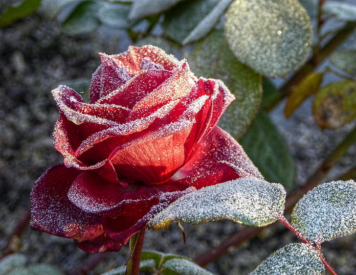 macro lens photo of red flower, rose, rose, macro lens, photo, flower, Garten, Eis, rosebush, garden, frozen, ice, red, nature, plant, close-up, leaf, HD wallpaper