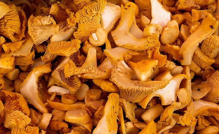 autumn, chanterelles, collect, eat, food mushrooms, forest, market, mushroom, mushroom picking, mushrooms, sell, vegan, yellow, HD wallpaper