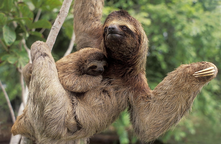 Three Toed Sloth With Baby Corcovado National..., adult and young sloths, Animals, Wild, With, Three, Baby, National, Park, Costa, Rica, Toed, Sloth, Corcovado, HD wallpaper