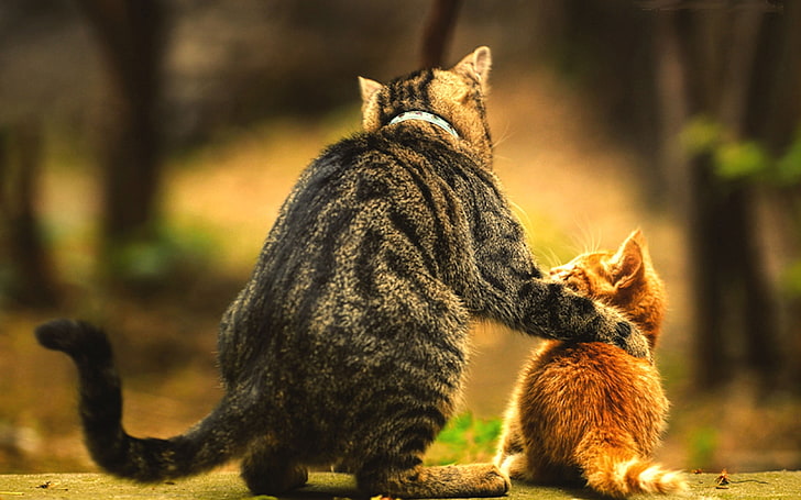 brown tabby cat and orange tabby kitten, baby, cat, blurred, love, animals, kittens, HD wallpaper
