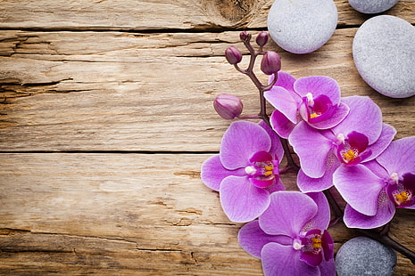 orchidées pourpres, pierres, bois, orchidée, fleurs, Fond d'écran HD HD wallpaper