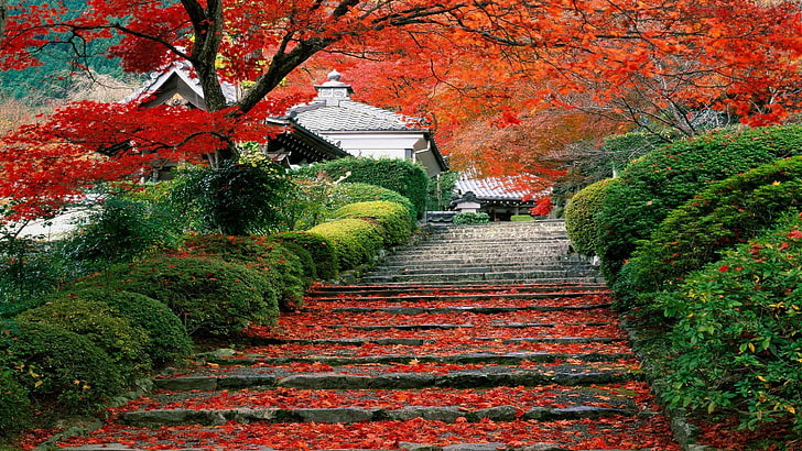 апельсиновый клен, оранжевые вишни, япония, пейзаж, осень, вишневые деревья, ступеньки, листья, сад, HD обои