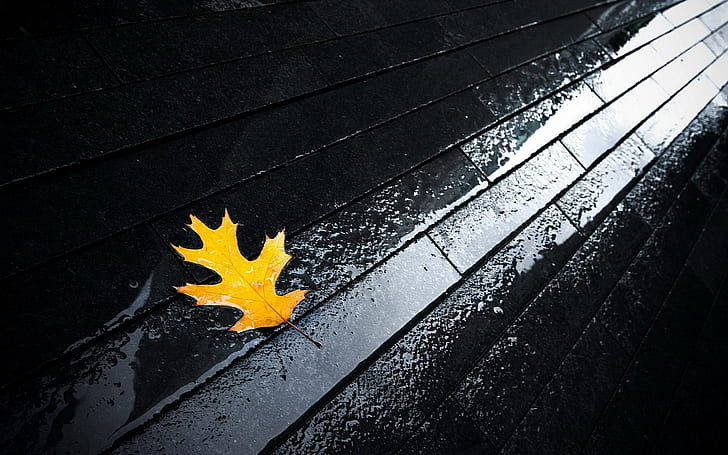 опавшие листья, желтые, мокрая улица, тротуары, мокрая, HD обои