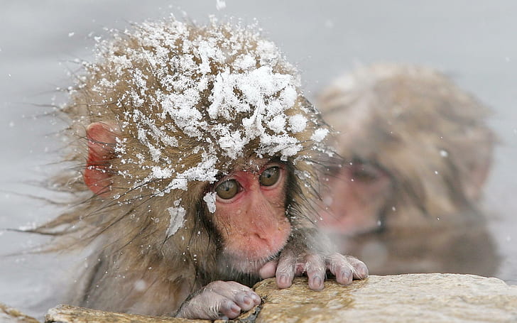 Snow Monkey, brown and red monkey, monkey, snow, winter, primate, animal, animals, HD wallpaper