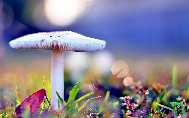 white mushroom, mushrooms, autumn, after rain, nature, HD wallpaper
