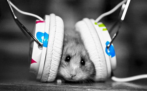 animals pet hamster headphones selective coloring monochrome, HD wallpaper HD wallpaper