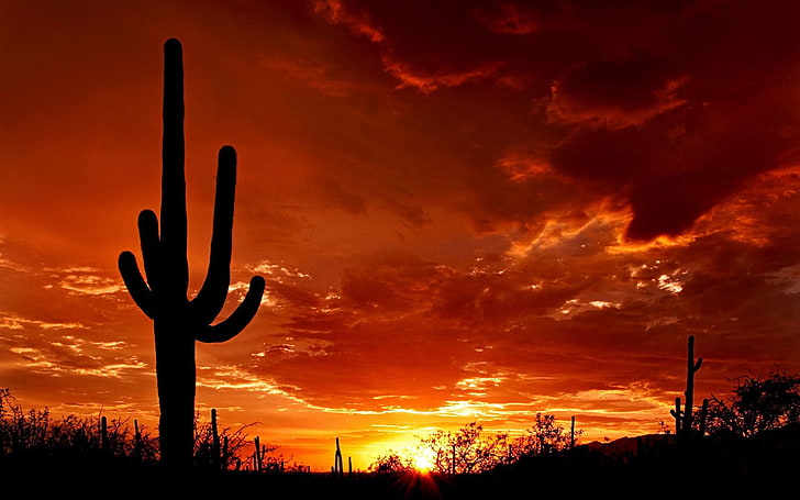 Saguaro Sunset, silhouette of cacti, Nature, Scenery, red, sunset, HD wallpaper