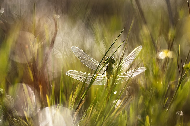 grass, glare, dragonfly, meadow, HD wallpaper