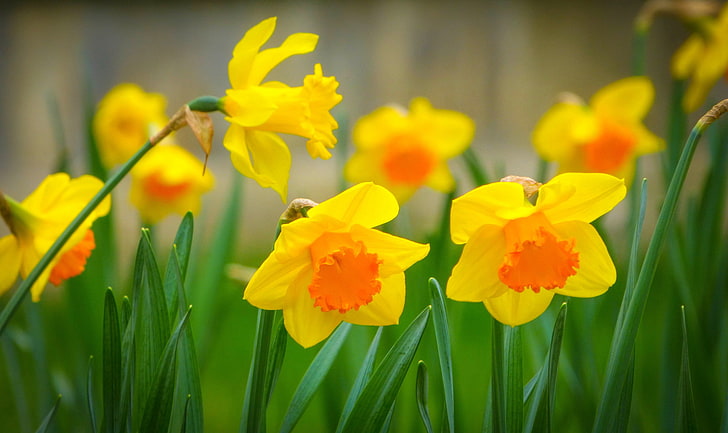 yellow flowers, grass, macro, nature, spring, petals, Narcissus, HD wallpaper