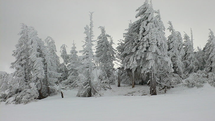 ต้นไม้ที่ปกคลุมไปด้วยหิมะหิมะต้นไม้ธรรมชาติทิวทัศน์ฤดูหนาว, วอลล์เปเปอร์ HD