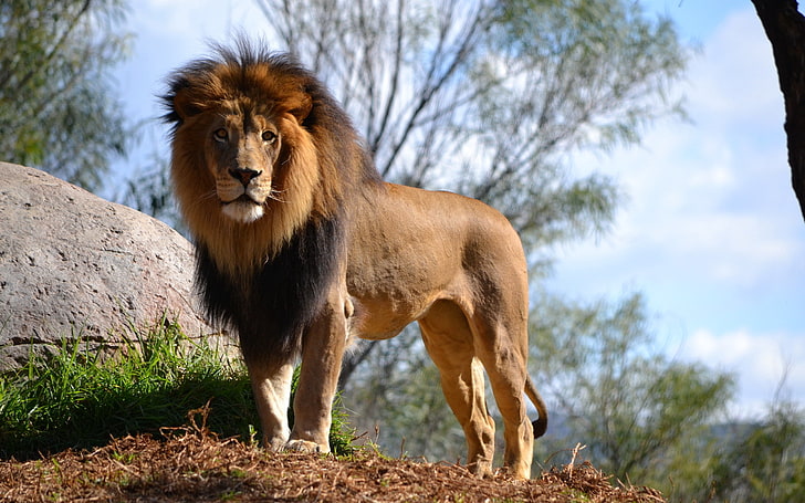 dorosły samiec lwa, lwa, dużego kota, drapieżnika, Tapety HD