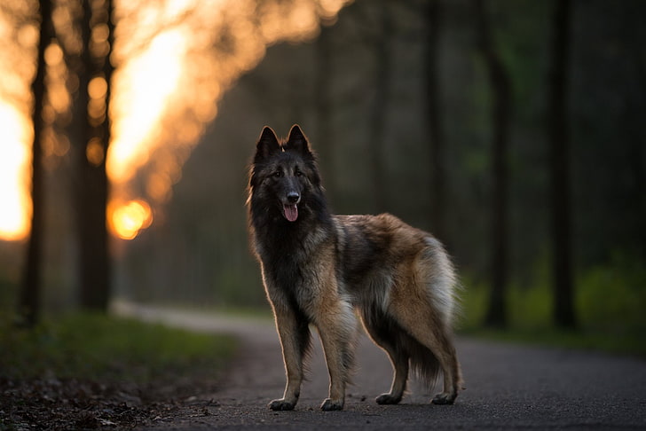 สุนัข Malinois เบลเยียม, วอลล์เปเปอร์ HD