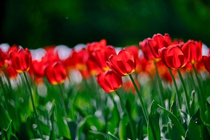красный цветок, Zhongyi, объектив, Turbo, Focal, II, Cyclop, цветок, растение, Fuji, X-T1, тюльпан, природа, весна, красный, зеленый Цвет, лето, красота В природе, на открытом воздухе, сезон, поле, трава, HD обои
