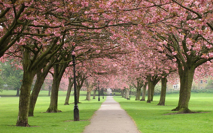 Andando sob as cerejeiras floridas, árvores floridas rosa, natureza, 1920x1200, árvore, cereja, parque, beco, HD papel de parede