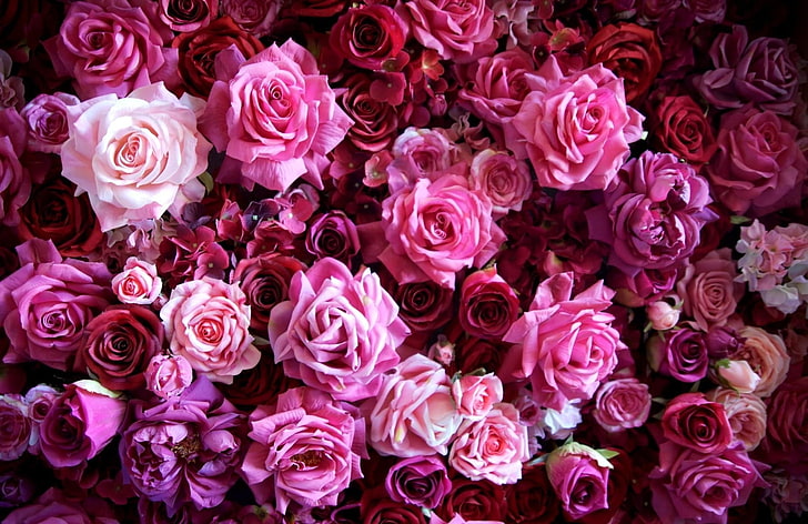 розови и бели листни цветя, рози, цветя, пъпки, много, цвете, HD тапет