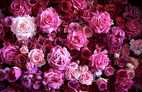 بتلات الزهور الوردية والبيضاء ، والورود ، والزهور ، والبراعم ، والعديد من الزهور، خلفية HD HD wallpaper