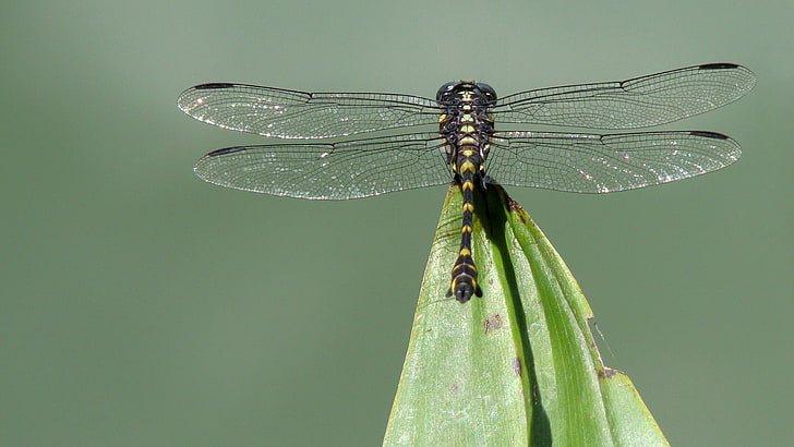 libélula negra y amarilla, libélula, hierba, alas, insecto, Fondo de pantalla HD
