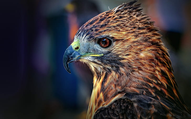 falcon, bird, beak, predator, HD wallpaper