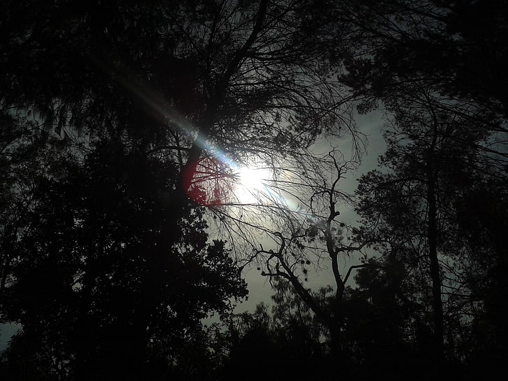 الشمس والأشجار والإضاءة الخلفية، خلفية HD