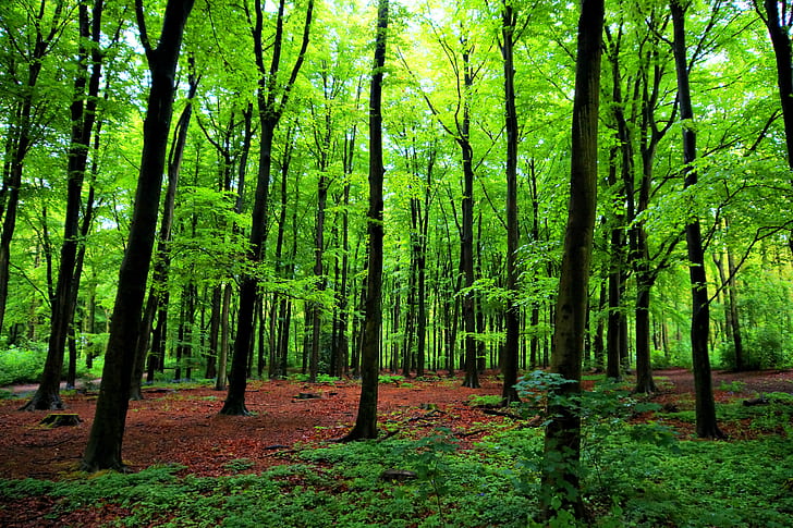 zdjęcie drzew w lesie, drzewa, zdjęcie, las, den haag, bos, forrest, sony, a77, HDR, natura, relaks, drzewo, liść, krajobraz, na dworze, las, kolor zielony, scenics, lato, Tapety HD