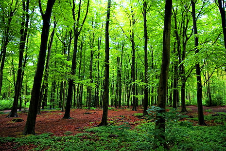 foto av träd i skogen, träd, foto, skog, den haag, bos, skog, sony, a77, HDR, natur, koppla av, träd, blad, landskap, utomhus, skog, grön Färg, scenics, sommar, HD tapet HD wallpaper