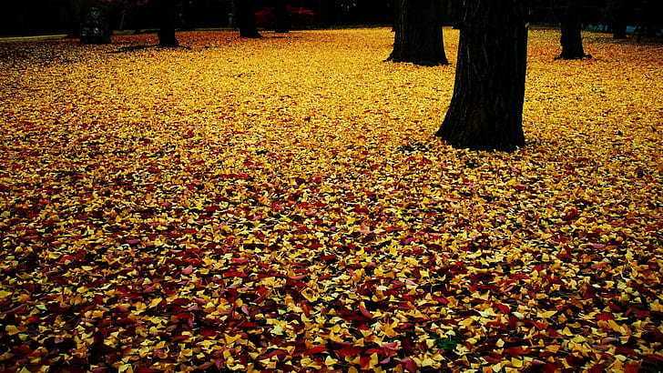 Autumn Leaves Leaf HD, nature, leaves, autumn, leaf, HD wallpaper