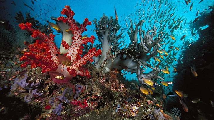 риф, природа, корал, коралов риф, под вода, риба, море, морски, хребет, океан, гмуркане, тропически, вода, воден, естествена височина, животно, подводно плаване, екзотична, солена вода, дълбоко, гмуркане, твърди корали, Египет, слънчева светлина, цветен, слънчев лъч, слънце, подводен, морски пейзаж, лъч, ярък, релаксация, геоложка формация, колония, пътуване, лъчи, мокър, дълбочина, HD тапет