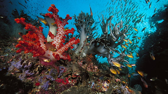 риф, природа, корал, коралов риф, под вода, риба, море, морски, хребет, океан, гмуркане, тропически, вода, воден, естествена височина, животно, подводно плаване, екзотична, солена вода, дълбоко, гмуркане, твърди корали, Египет, слънчева светлина, цветен, слънчев лъч, слънце, подводен, морски пейзаж, лъч, ярък, релаксация, геоложка формация, колония, пътуване, лъчи, мокър, дълбочина, HD тапет HD wallpaper
