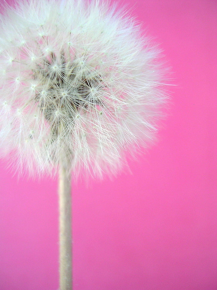 white dandelion, pink  white, dandelion, nature, flower, plant, fluffy, seed, single Flower, close-up, summer, HD wallpaper