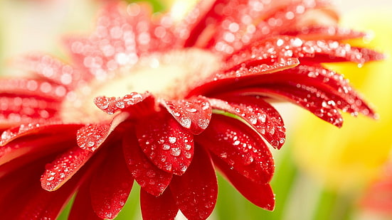 depth of field, macro, water drops, petals, flowers, red flowers, HD wallpaper HD wallpaper