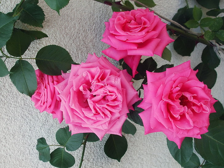 Four pink flowers, roses, flowers, bushes, delicate, wall, HD wallpaper ...