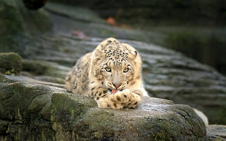 Leopard Snow Leopard HD, zwierzęta, śnieg, lampart, Tapety HD
