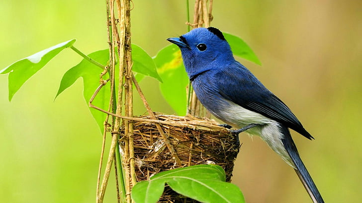 pájaro, nido, pájaro azul, lindo, Fondo de pantalla HD