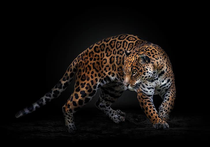 Pedro Jarque Krebs, zwierzęta, koty, jaguary, ciemne, odwracające wzrok, Tapety HD