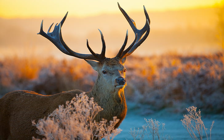 animals, Antlers, Deer, fields, landscapes, nature, plants, roads, sunrise, sunset, HD wallpaper