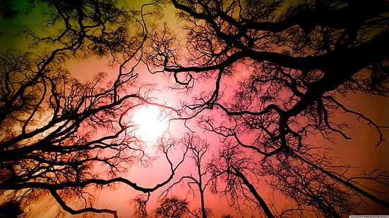 Silhouette blattlose Bäume, Wald, Bäume, HD-Hintergrundbild HD wallpaper