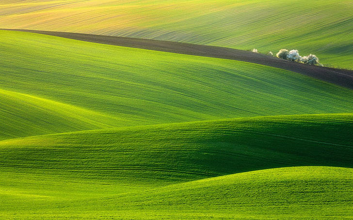 зелена трева поле, природа, пейзаж, поле, HD тапет