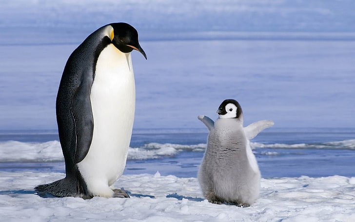 pingwin-ekologiczne zwierzę tapety na pulpit, dwa biało-czarne pingwiny, Tapety HD