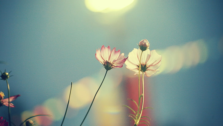 розово космос цвете, плитка фокусна фотография на бели цветя, дълбочина на полето, цветя, макро, HD тапет