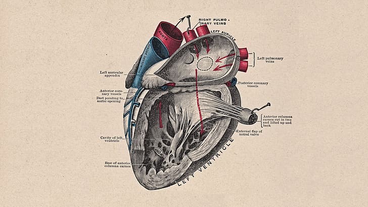 anatomia, coração, diagramas, médico, fundo bege, obras de arte, HD papel de parede