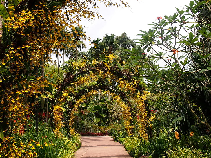 Singapore, giardini botanici, Sfondo HD