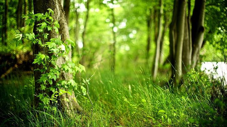 bosque, paisaje, hojas, naturaleza, primavera, Fondo de pantalla HD