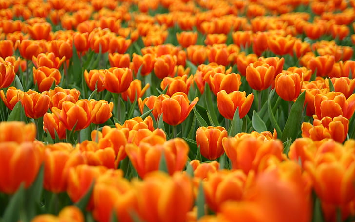 Tulipanes anaranjados, tulipanes anaranjados y amarillos, flores, campo de los tulipanes, paisaje, naturaleza, Fondo de pantalla HD